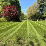Residential lawn care project with consistent mowing pattern and healthy turf