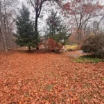 Seasonal leaf cleanup on front yard improving lawn appearance