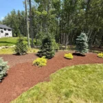 Shrub planting and mulch application creating clean and structured landscape